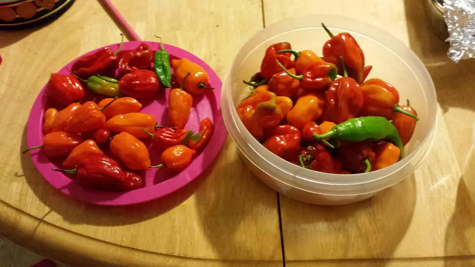 pepper harvest1