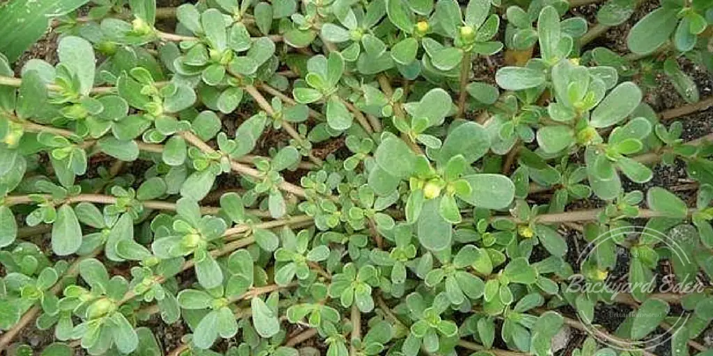 Purslane, The Top 5 weeds to grow