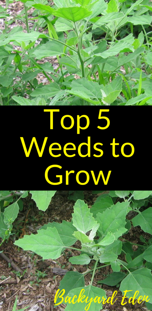 Top Weeds to grow, weeds to have in your garden, Backyard Eden, www.backyard-eden.com, http://backyard-eden.com/top-5-weeds-to-grow/