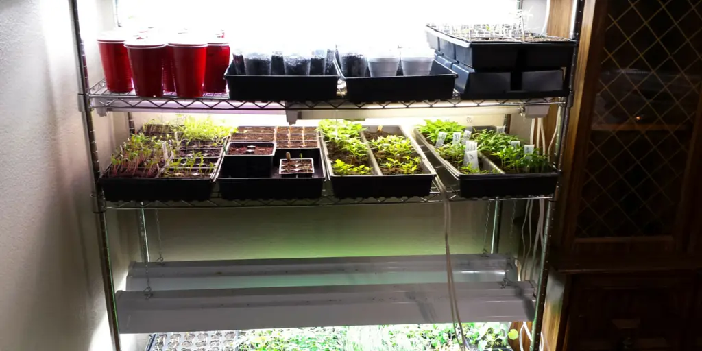 How to start seeds indoors, grow light setup, grow room, grow rack, seed starting shelf