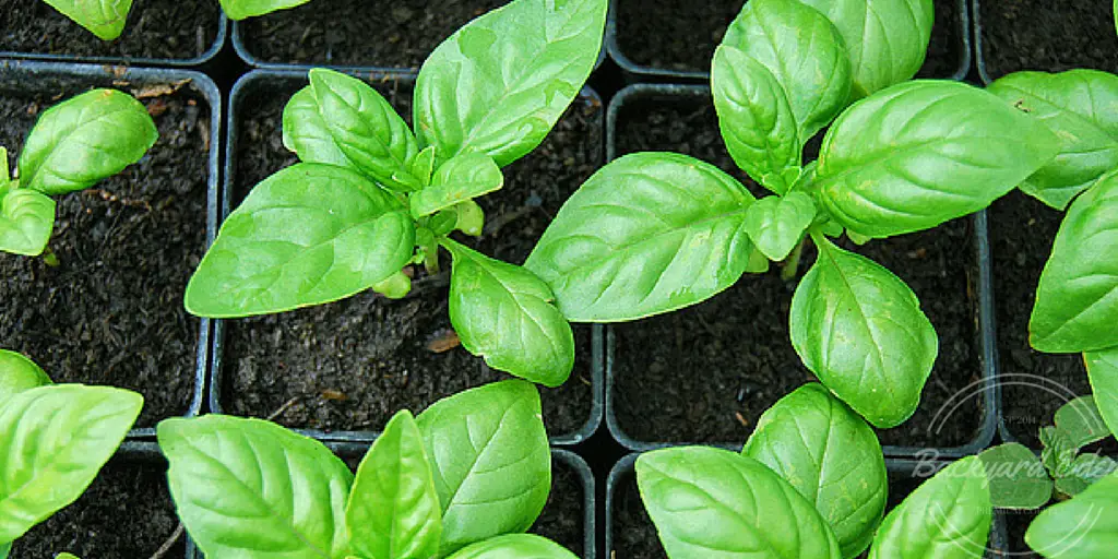 How to grow basil, starting seeds indoors, starting seeds, growing herbs, starting herbs from seeds, Backyard Eden, www.backyard-eden.com