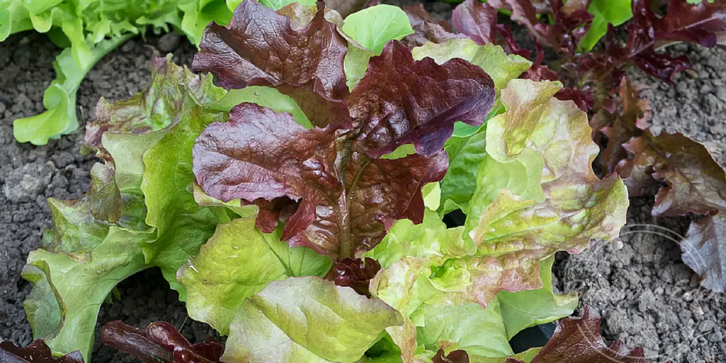 Growing lettuce continuously from spring through fall requires planning, because lettuce matures at different rates depending on the season and variety. If your family eats salad every day, plan on growing two heads of lettuce or a 2-foot-long band of baby greens per person each week.