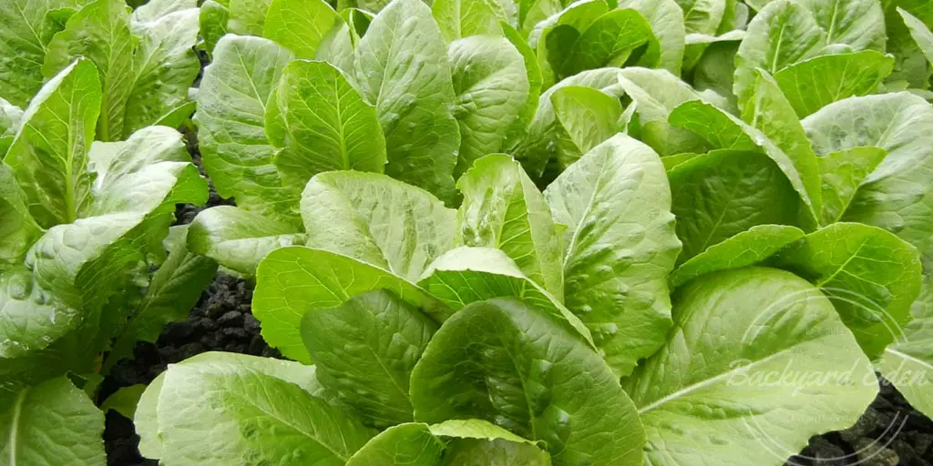 Romaine, Lettuce, Growing Lettuce, How to Grow Lettuce, Salad, Organic, Organic Gardening, Gardening, Backyard Eden, www.backyard-eden.com