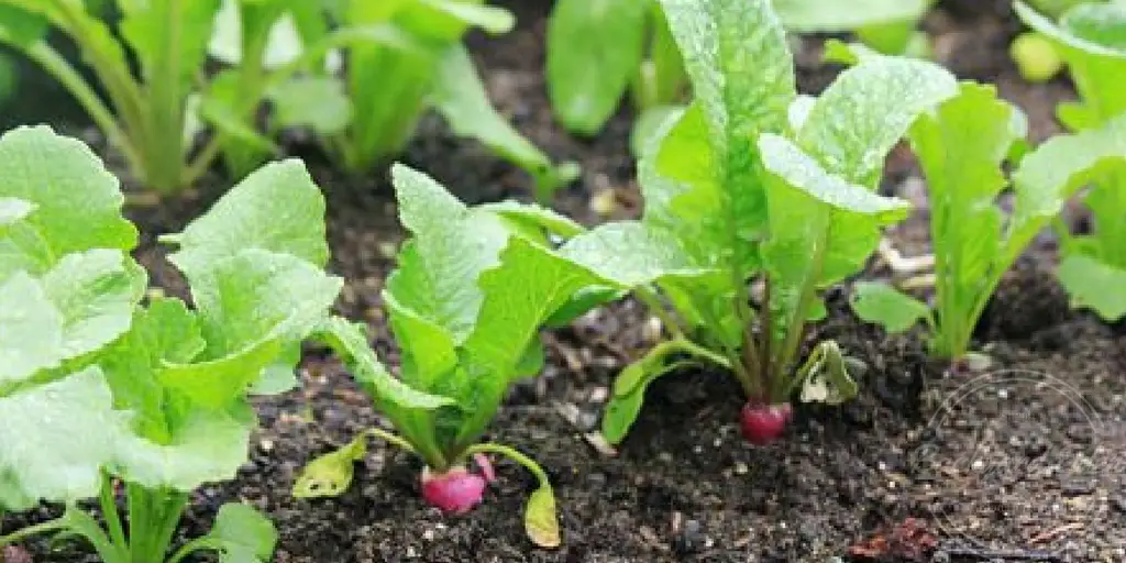 8 Tips to a productive garden, How to grow radishes, Backyard Eden, www.backyard-eden.com