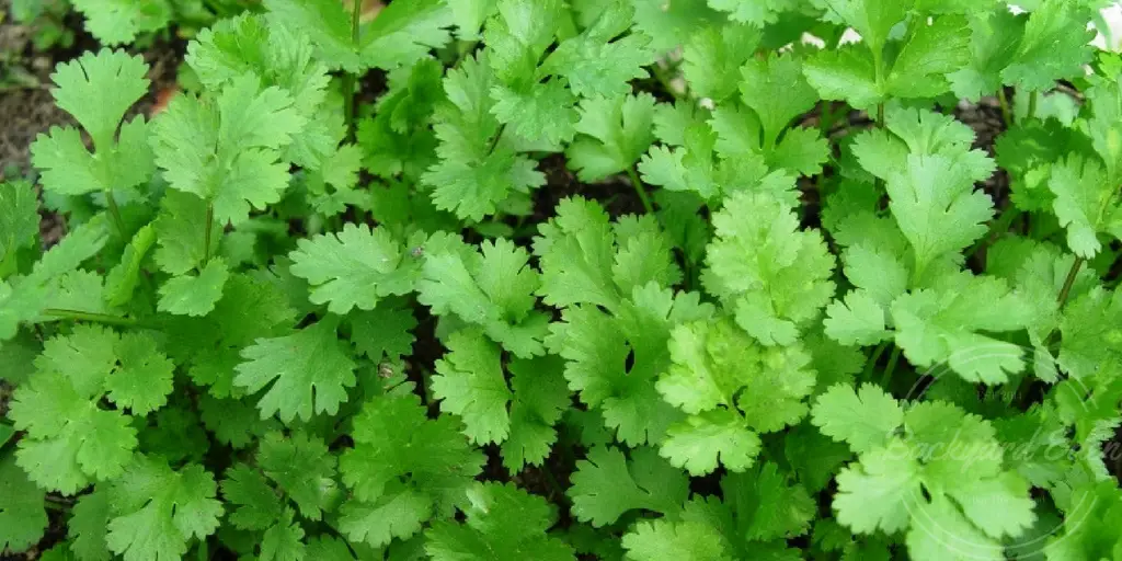 Best herbs to grow in your garden, cilantro, coriander, backyard eden, www.backyard-eden.com