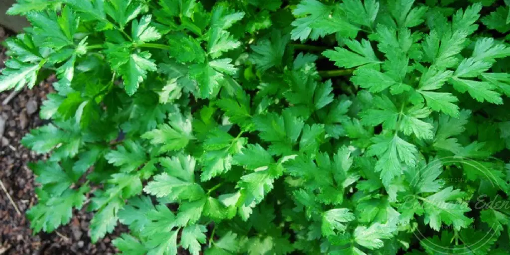 Best Herbs to grow in you garden, herbs, how to grow, backyard eden, www.backyard-eden.com