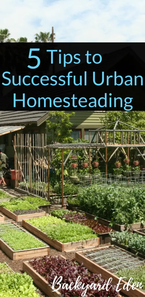 5 Tips to Successful Urban Homesteading, urban homesteading, homesteading, Backyard Eden, www.backyard-eden.com, www.backyard-eden.com/5-Tips-to-Successful-Urban-Homesteading