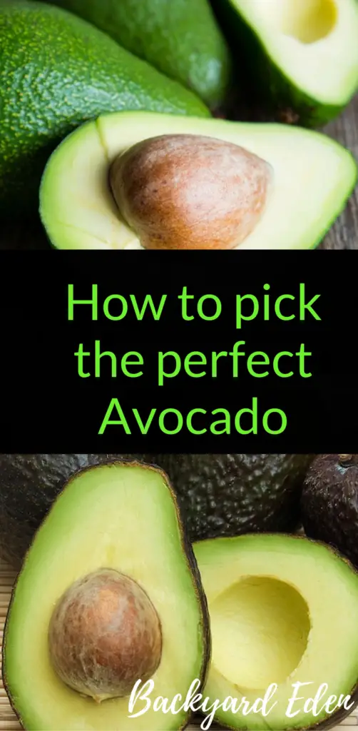 How to pick the perfect avocado, avocados, Backyard Eden, www.backyard-eden.com, www.backyard-eden.com/pick-perfect-avocado