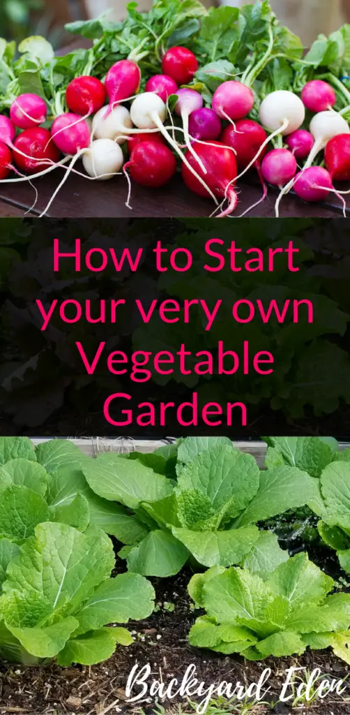 How to start your very own vegetable garden