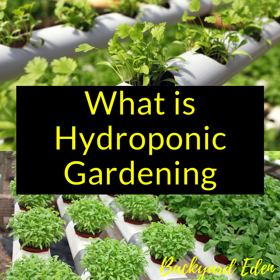 What is Hydroponic Gardening - Backyard Eden