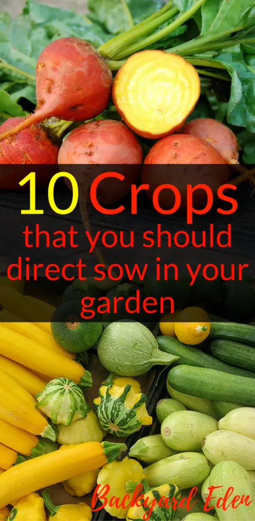 10 crops that you should direct sow in your garden, direct sow. planting a garden, Backyard Eden, www.backyard-eden.com, www.backyard-eden.com/10-crops-that-you-should-direct-sow-in-your-garden