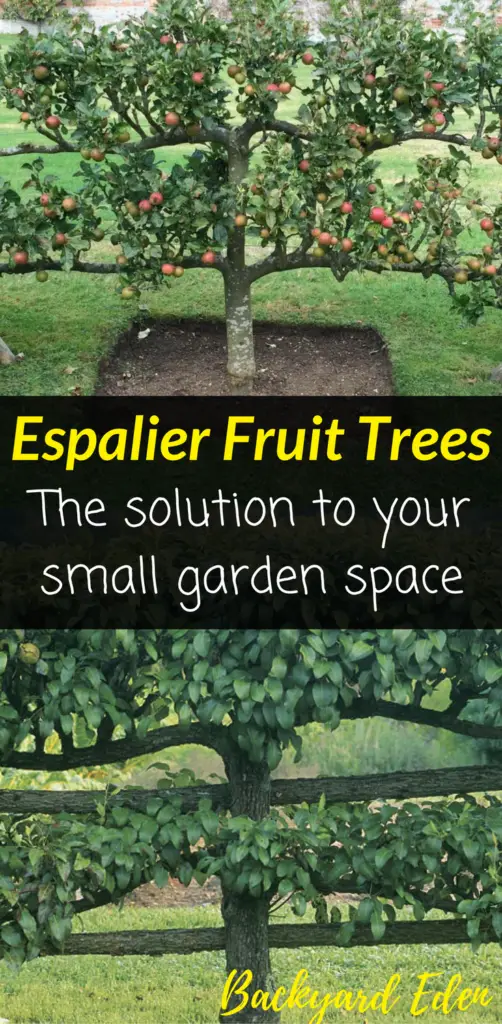 What are espalier fruit trees, fruit trees, espalier, Backyard Eden, www.backyard-eden.com, www.backyard-eden.com/what-are-espalier-fruit-trees