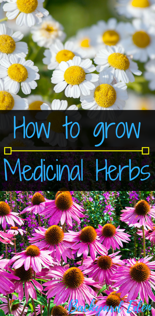 How to grow medicinal herbs, medicinial herbs, herbs, Backyard Eden, www.backyard-eden.com, www.backyard-eden.com/how-to-grow-medicinal-herbs