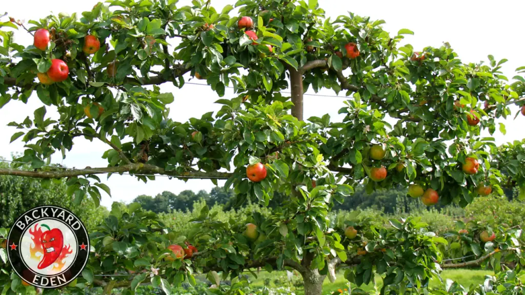 Espalier Fruit Trees - The solution to your small garden space, Backyard Eden, www.backyard-eden.com