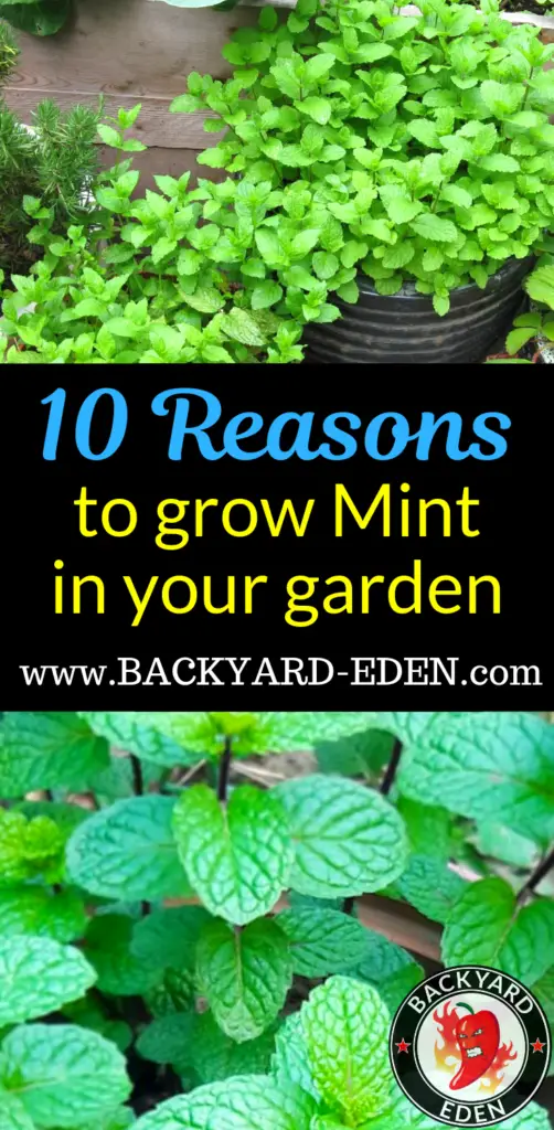 10 Reasons to grow mint, Backyard Eden, www.backyard-eden.com