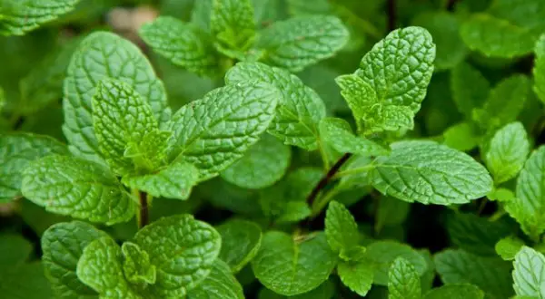10 Reasons to grow Mint in your garden 1