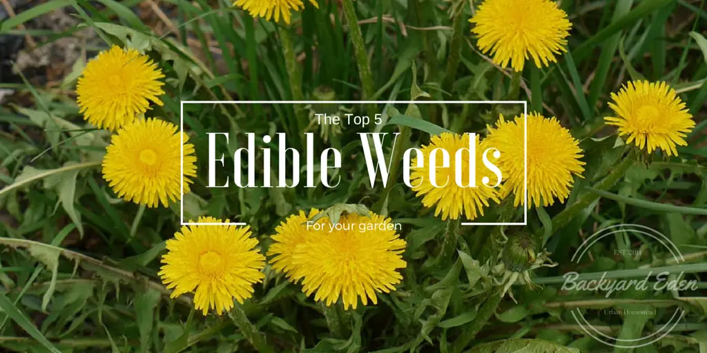 The Top 5 Weeds to grow