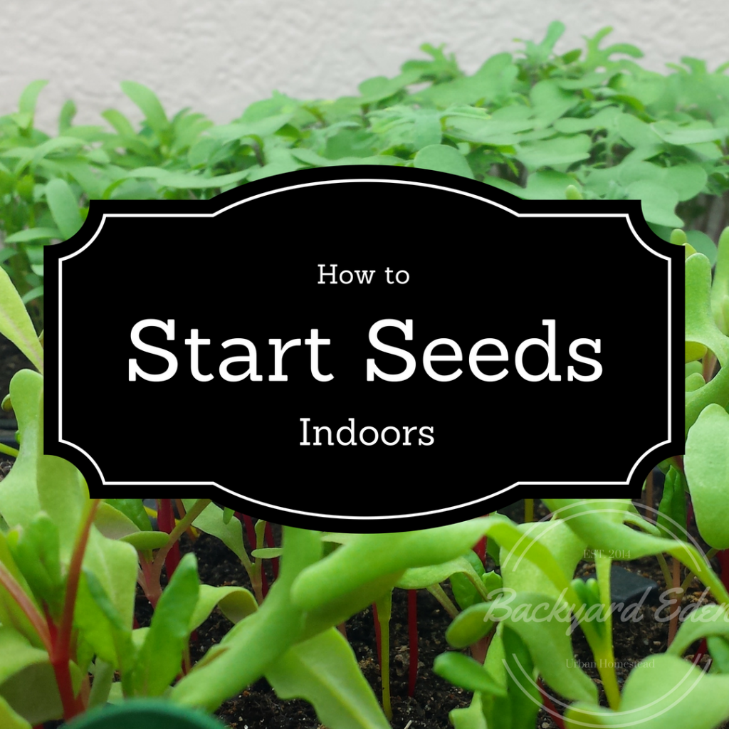 How to start seeds indoors, starting seeds, seeds, Backyard Eden, www.backyard-eden.com