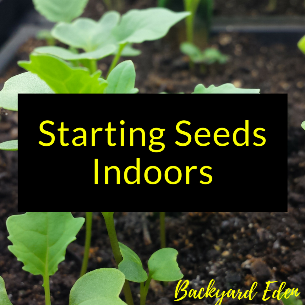 Starting Seeds indoors, seed starting, starting seeds, Backyard Eden, www.backyard-eden.com, www.backyard-eden.com/starting-seeds-indoors