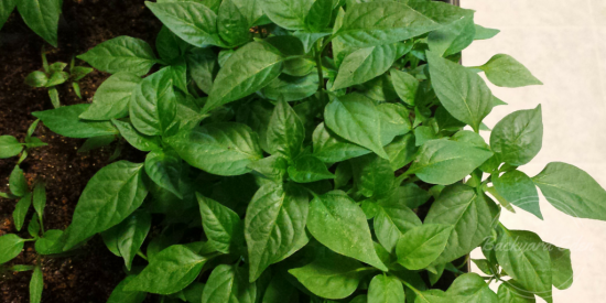 How to Grow Hot Peppers From Seed - Backyard Eden