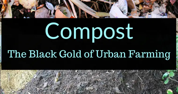 What is Compost: Black Gold?