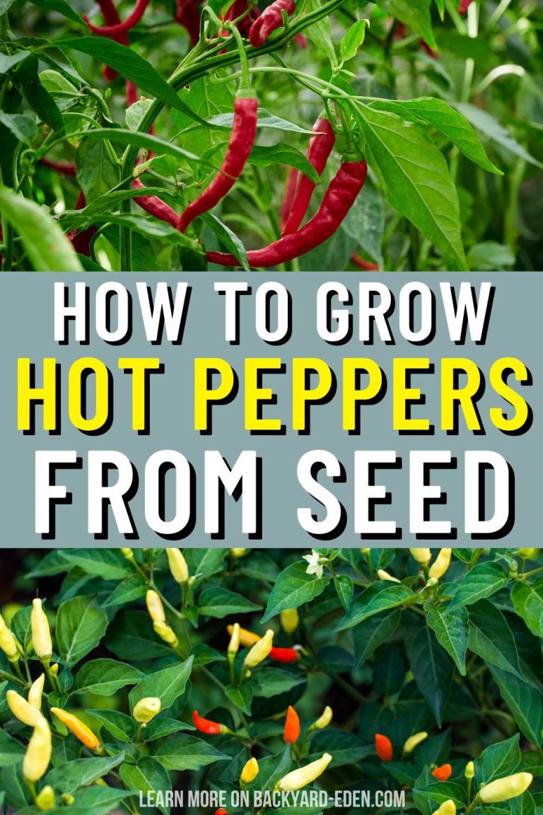 How to Grow Hot Peppers From Seed - Backyard Eden