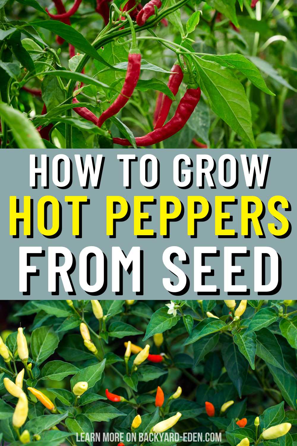 How to Grow Hot Peppers From Seed - Backyard Eden