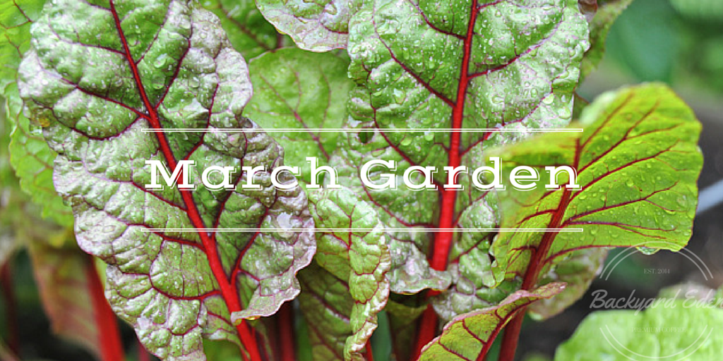 March Garden, growing your own, backyard homestead, backyard garden