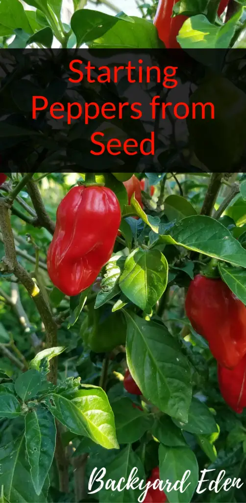 starting peppers from seed, growing your own, hot peppers, www.backyard-eden.com