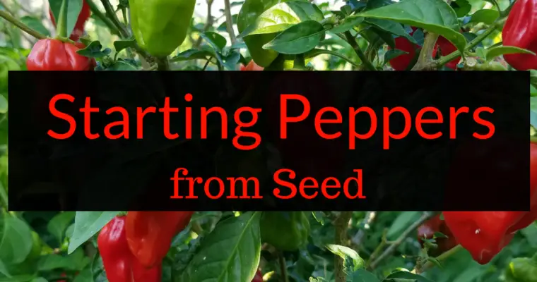 How to Grow Hot Peppers From Seed
