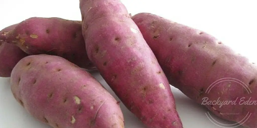 Can I Grow Sweet Potatoes From A Sweet Potato, Backyard Eden, www.backyard-eden.com
