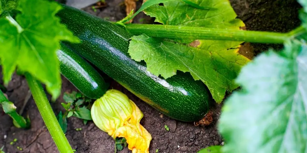 How to Grow Zucchini: 3 Tips to Grow the Best Zucchini