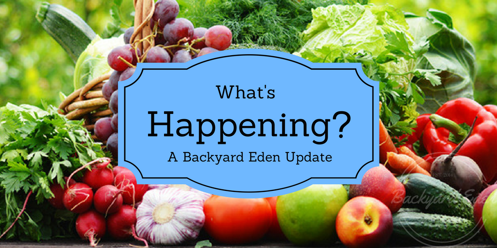 What's happening,Backyard Eden Update, Update, Backyard Eden, www.backyard-eden.com