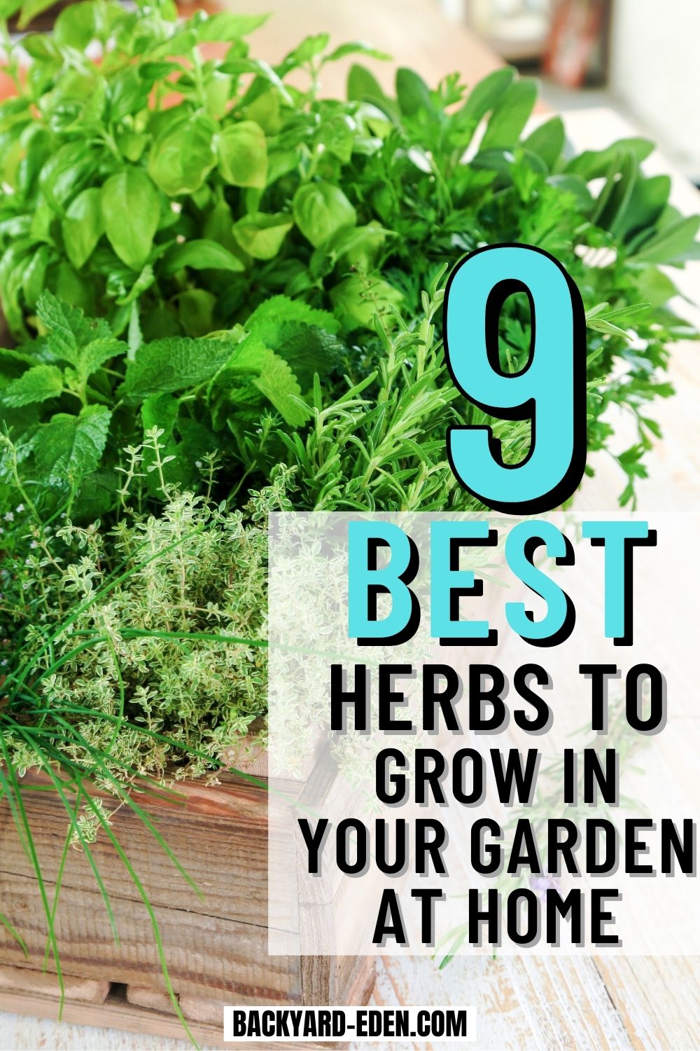 9 Best Herbs to Grow In Your Garden - Backyard Eden