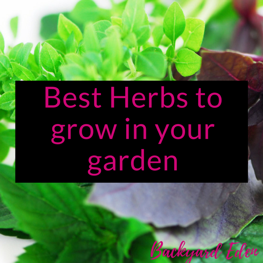 Best herbs to grow in your garden, grow herbs, best herbs, Backyard Eden, www.backyard-eden.com, www.backyard-eden.com/best-herbs-to-grow