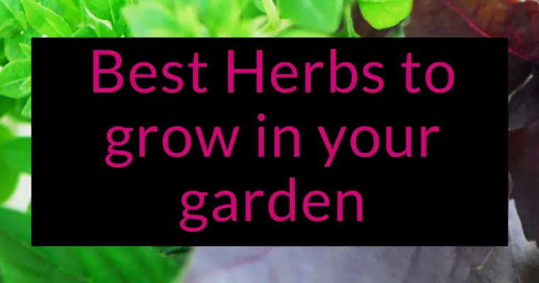 Best Herbs to Grow in your Garden