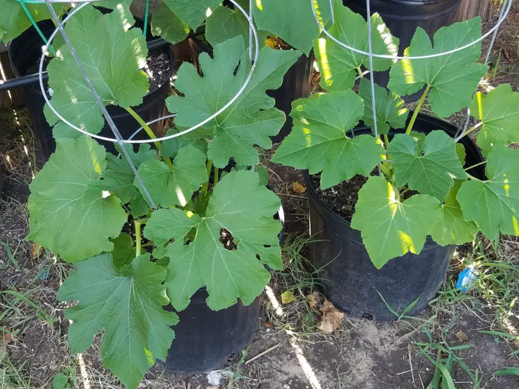 How to grow Zucchini in a pot, Backyard Eden, www.backyard-eden.com
