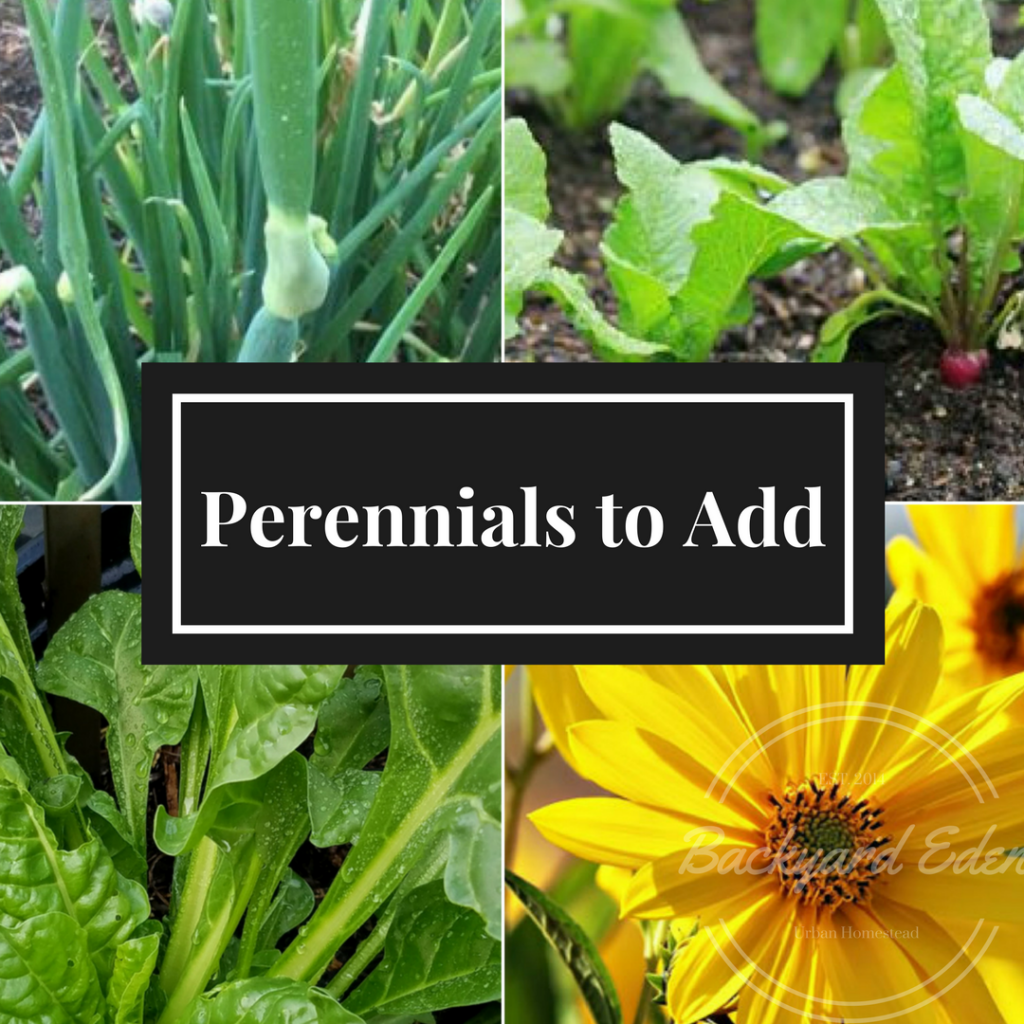 Perennials to add to your garden, Perennials, Grow perennials, Backyard Eden, www.backyard-eden.com