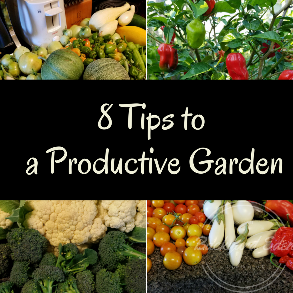 8 Tips to a productive garden, how to have a productive garden, Backyard Eden, www.backyard-eden.com