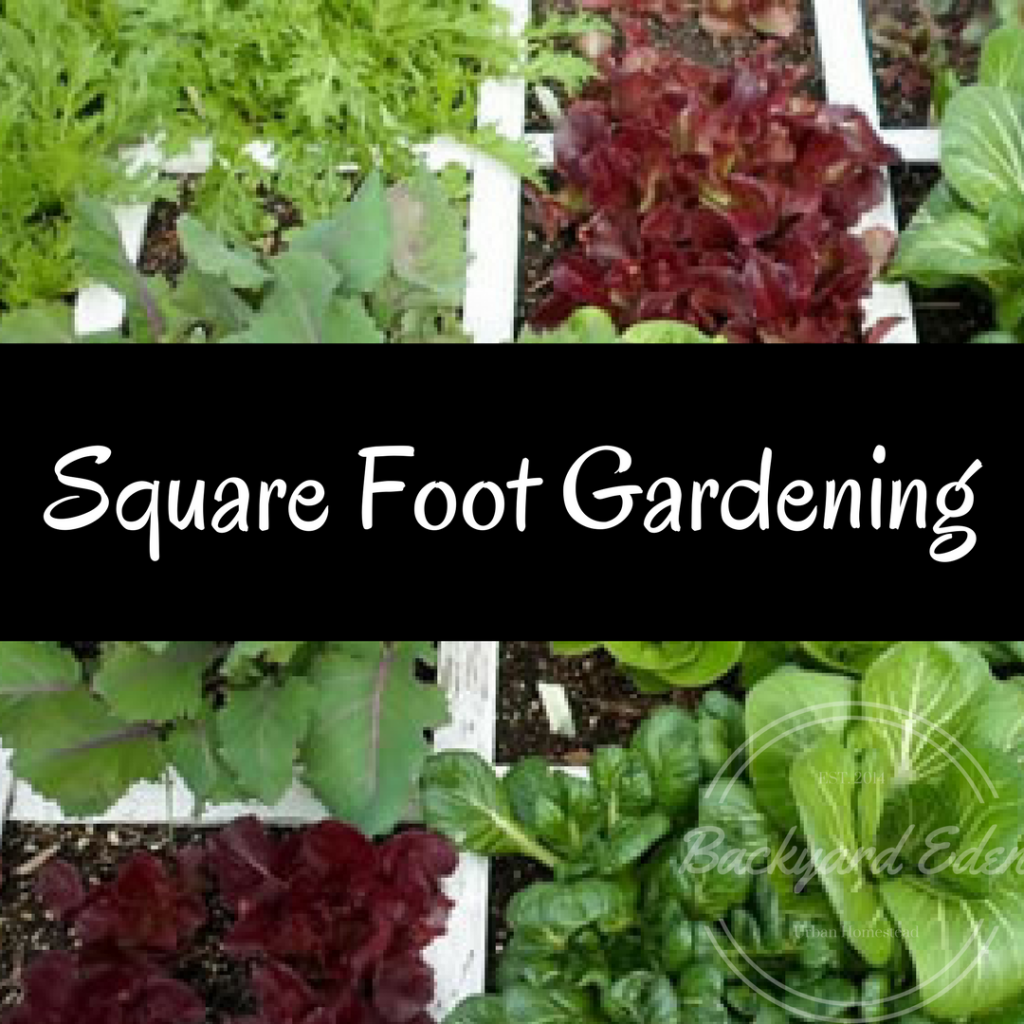 Square Foot Gardening, How to start square foot gardening, Backyard Eden, www.backyard-eden.com
