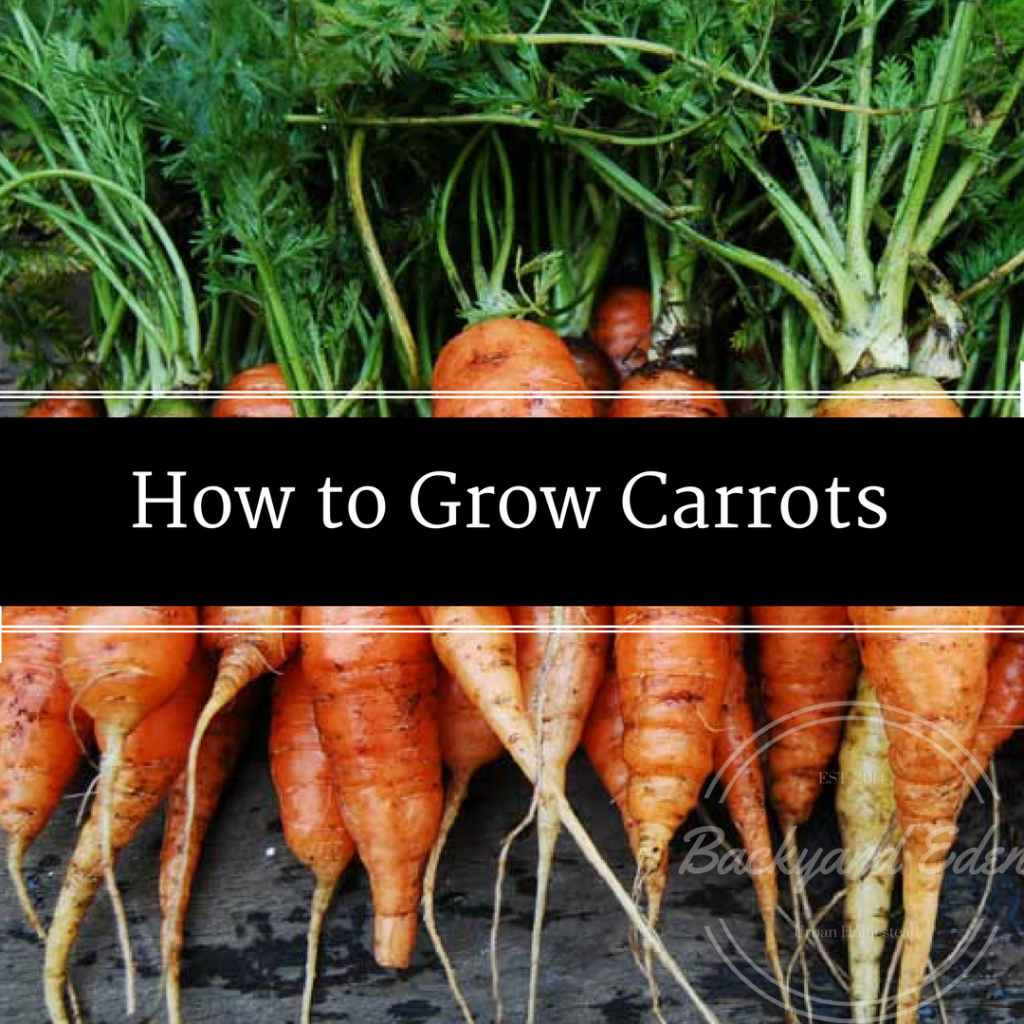 How to Grow Carrots, Carrots, How to Grow, Urban Farmer, Backyard Eden, www.backyard-eden.com