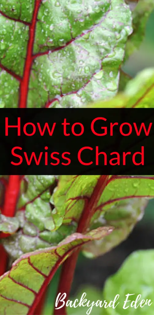 How to grow swiss chard, grow swiss chard, swiss chard, Backyard Eden, www.backyard-eden, www.backyard-eden.com/how-to-grow-swiss-chard
