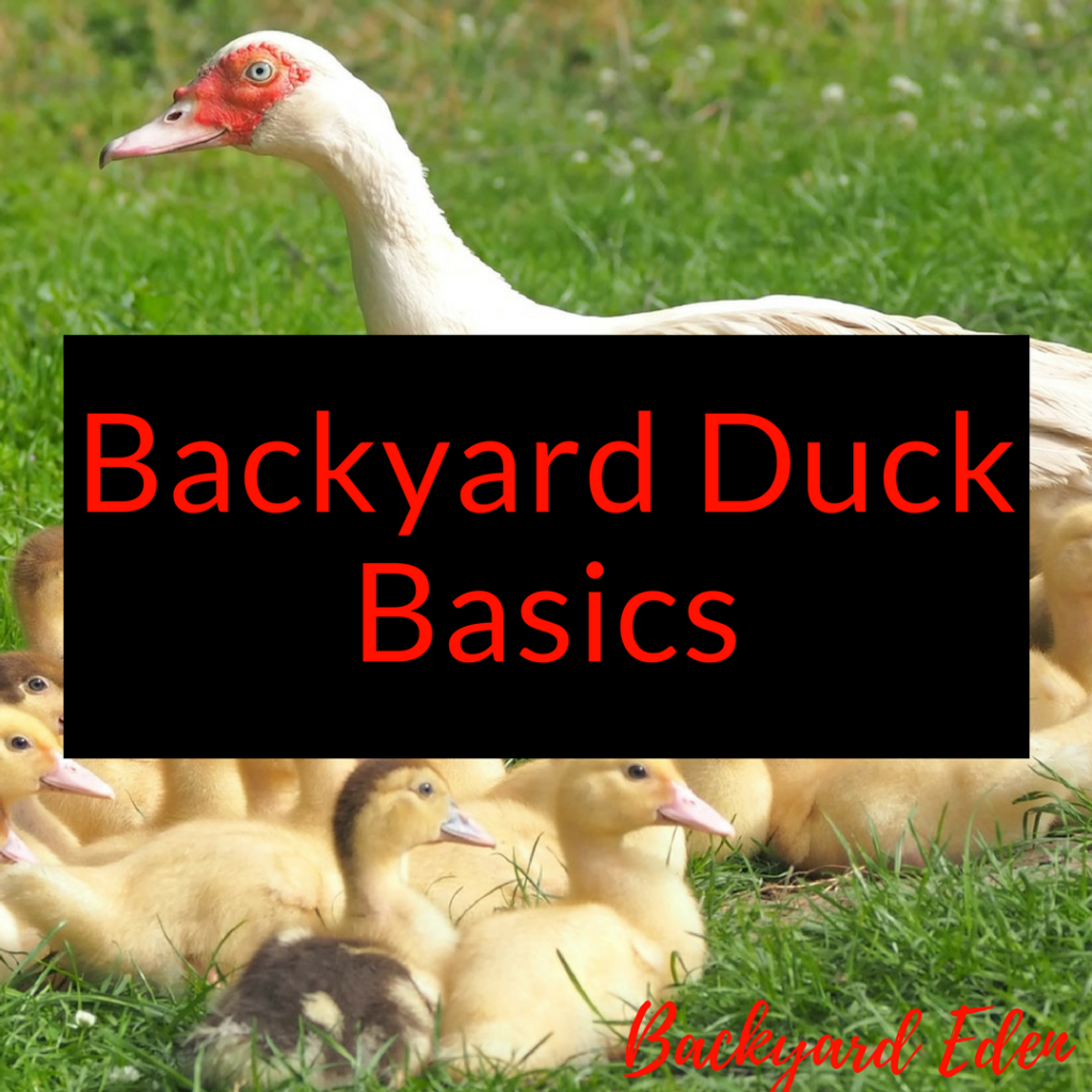 Backyard Duck Basics, Ducks, Backyard ducks, Backyard Eden, www.backyard-eden.com, www.backyard-eden.com/backyard-duck-basics