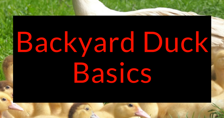 Backyard Duck Basics