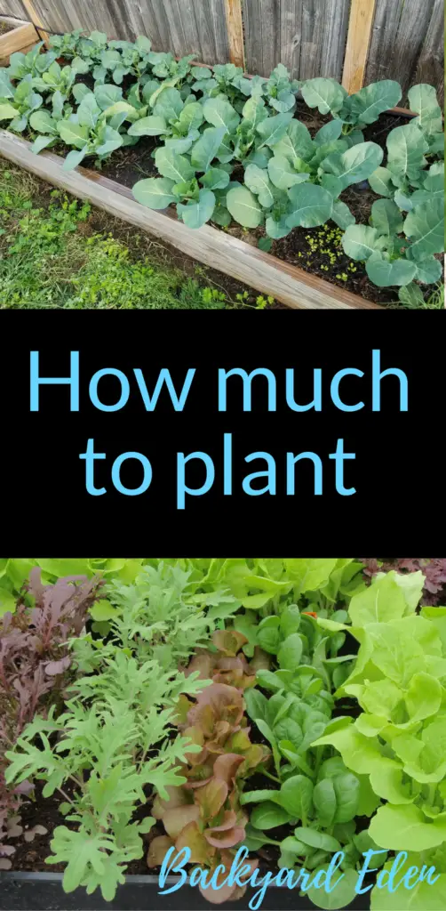 How much to plant, how much to plant in your garden, Backyard Eden, www.backyard-eden.com, www.backyard-eden.com/how-much-to-plant