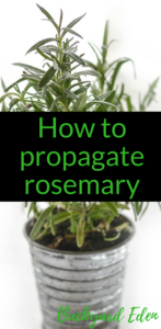 How to propagate rosemary in water, rosemary, herbs, Backyard Eden, www.backyard-eden.com. www.backyard-eden.com/how-to-propagate-rosemary