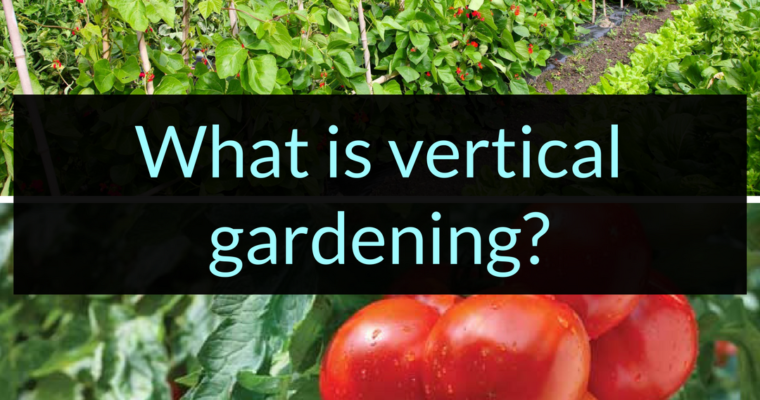What is Vertical Gardening