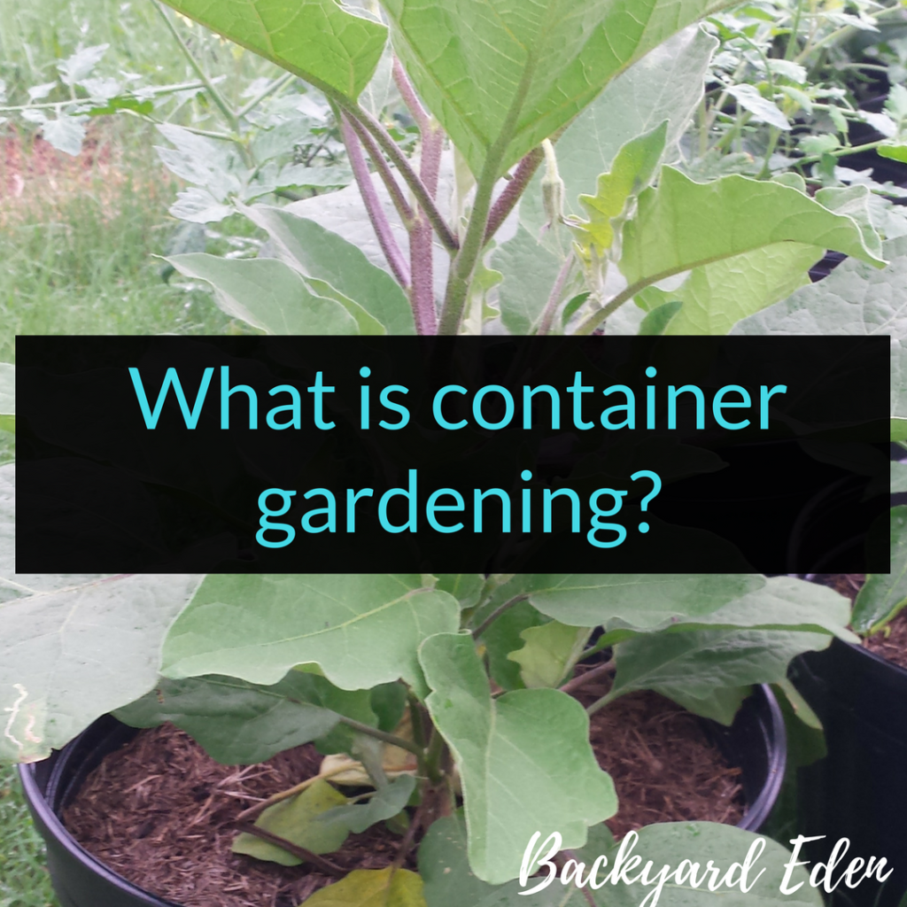What is container gardening, container gardening, Backyard Eden, www.backyard-eden.com
