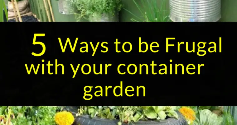 5 Ways to be Frugal with your container garden