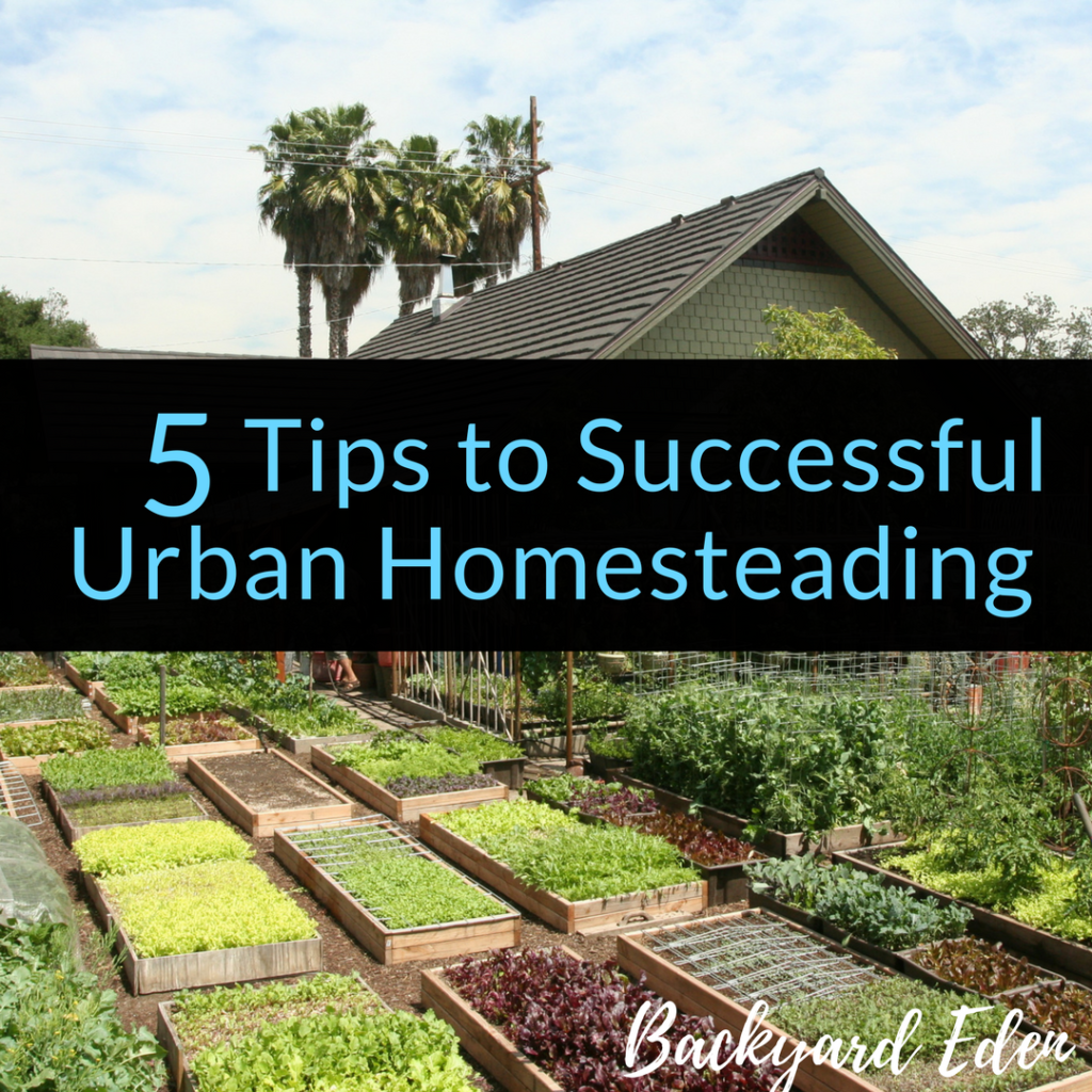 5 Tips to Successful Urban Homesteading, urban homesteading, homesteading, Backyard Eden, www.backyard-eden.com, www.backyard-eden.com/5-Tips-to-Successful-Urban-Homesteading